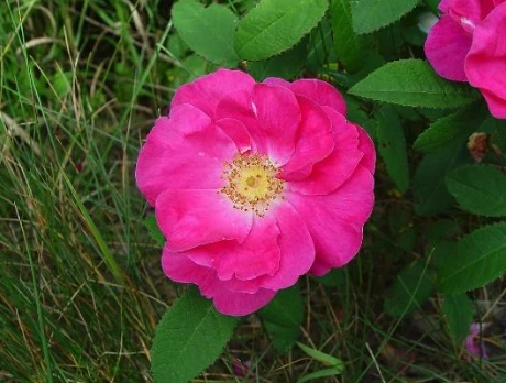 Rosa Gallica Known as the French rose