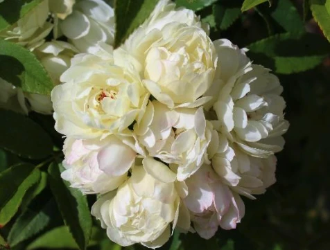 Rosa Banksiae: Also known as Banks rose