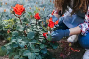 How to Care for and Prune Rose Bushes