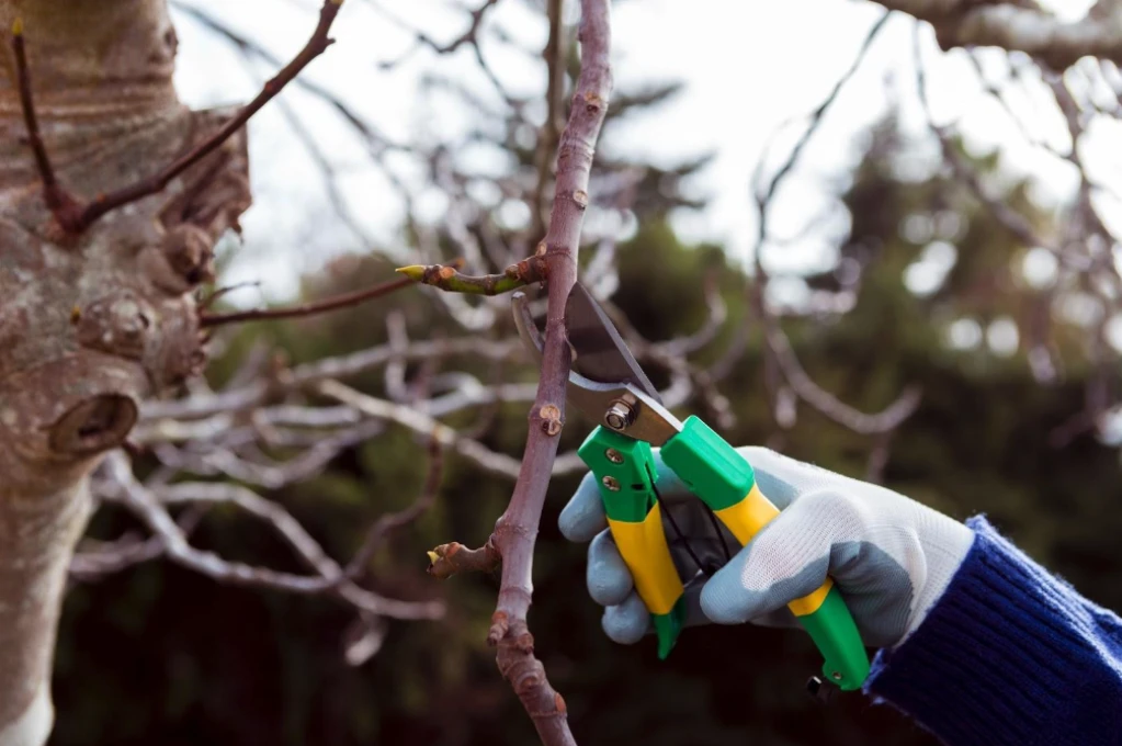 How We Should Prune Rose Plants