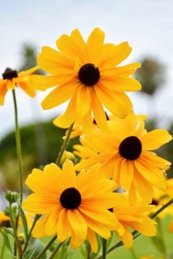 Black-eyed Susan