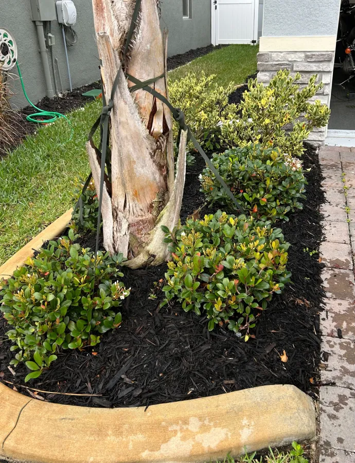 Mulching: A Must in Every Garden