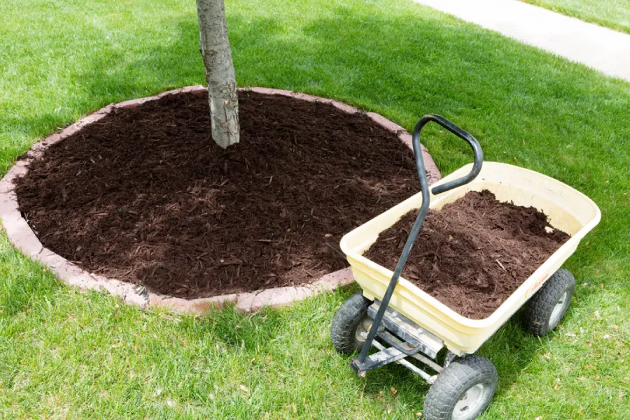 Mulching: A Must in Every Garden