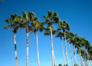 Palm Tree Care: Why It Matters