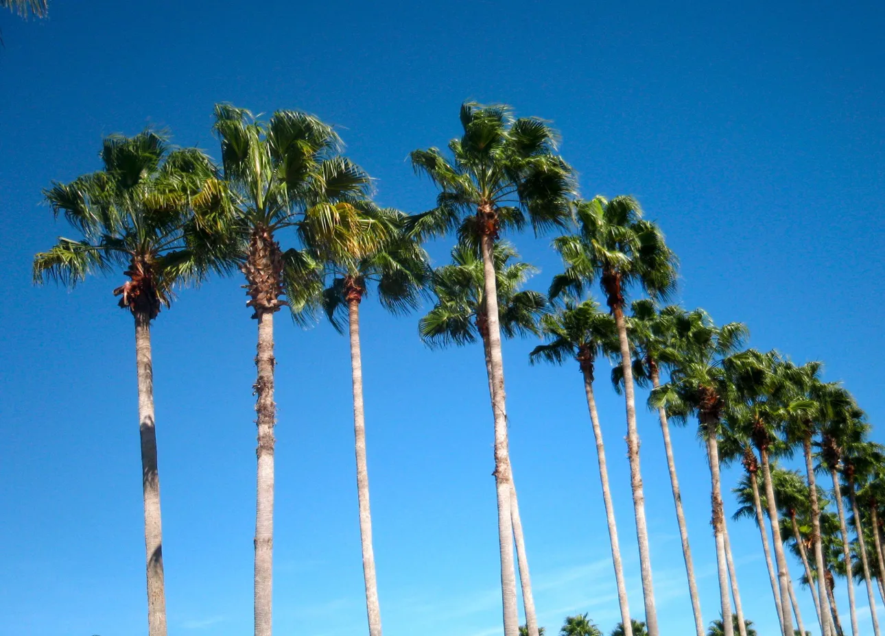Palm Tree Care: Why It Matters