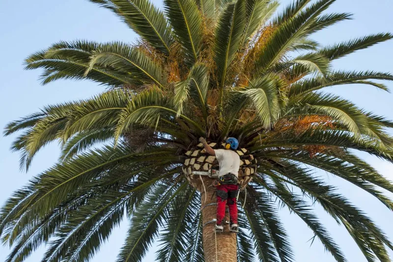 Palm Tree Care
