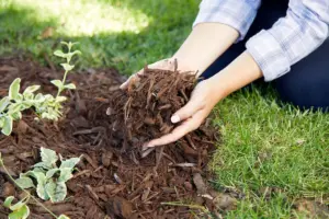 Mulching Techniques for Soil Preparation