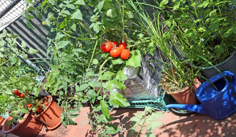 Garden Design: Embrace Sustainable Practices