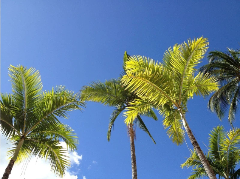 Palm Tree Care Grasping Removal and Trimming