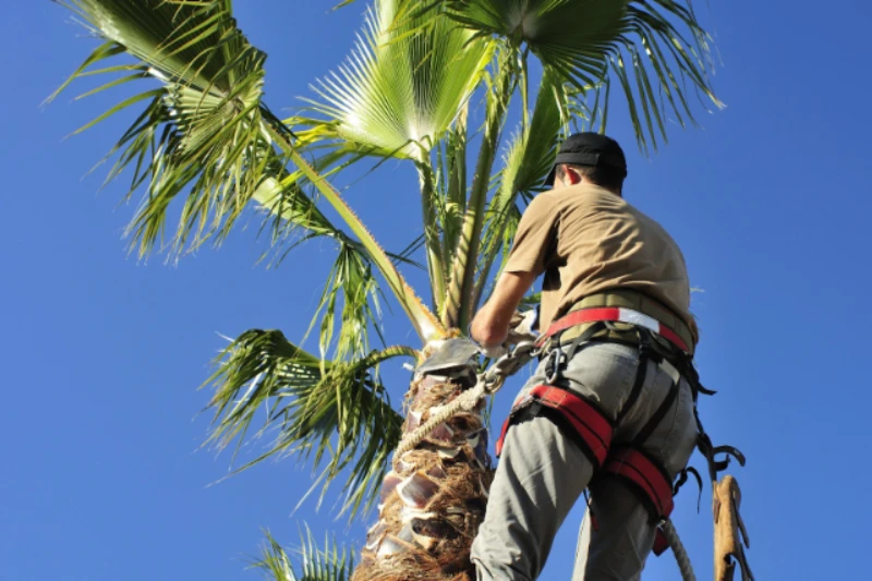 Palm Tree Care Grasping Removal and Trimming