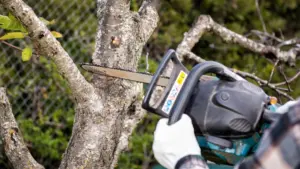 Preventive Tree Trimming During Hurricane Season