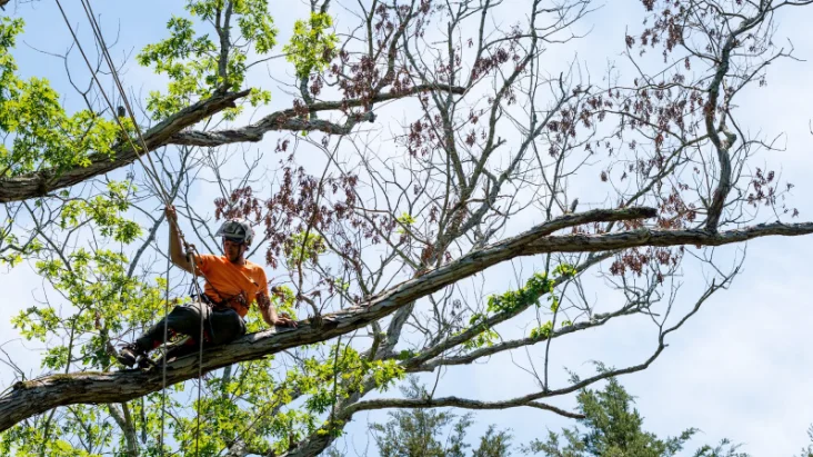Preventive Tree Trimming During Hurricane Season