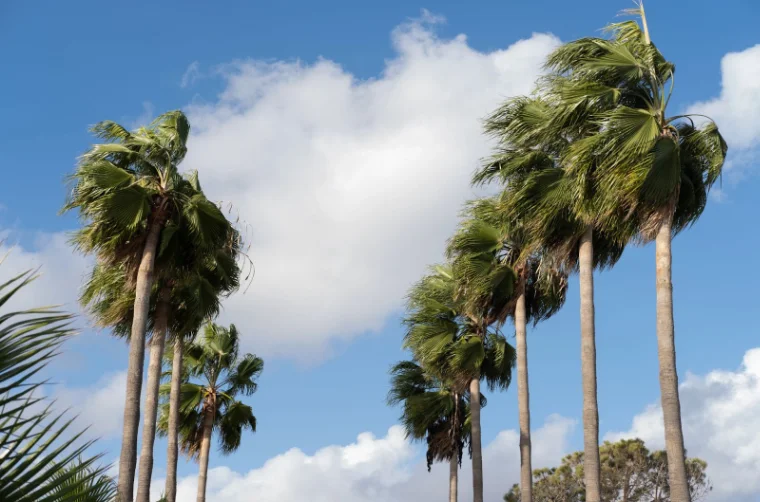 Preventive Tree Trimming During Hurricane Season